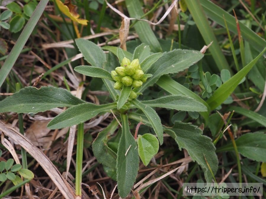 ハマアキノキリンソウ