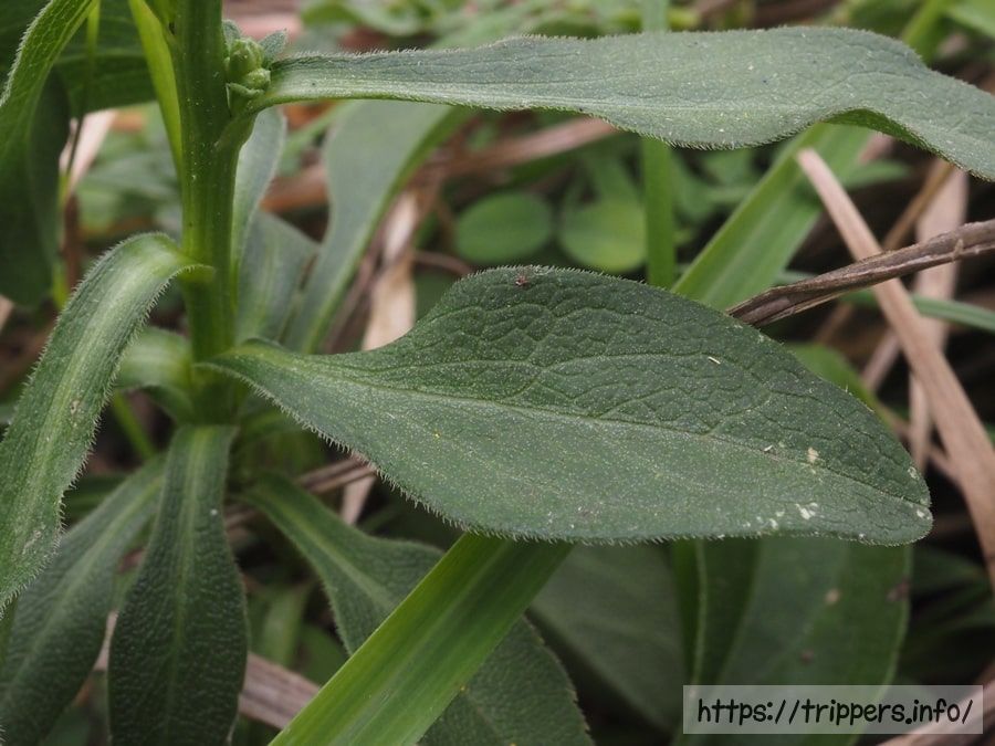 ハマアキノキリンソウ