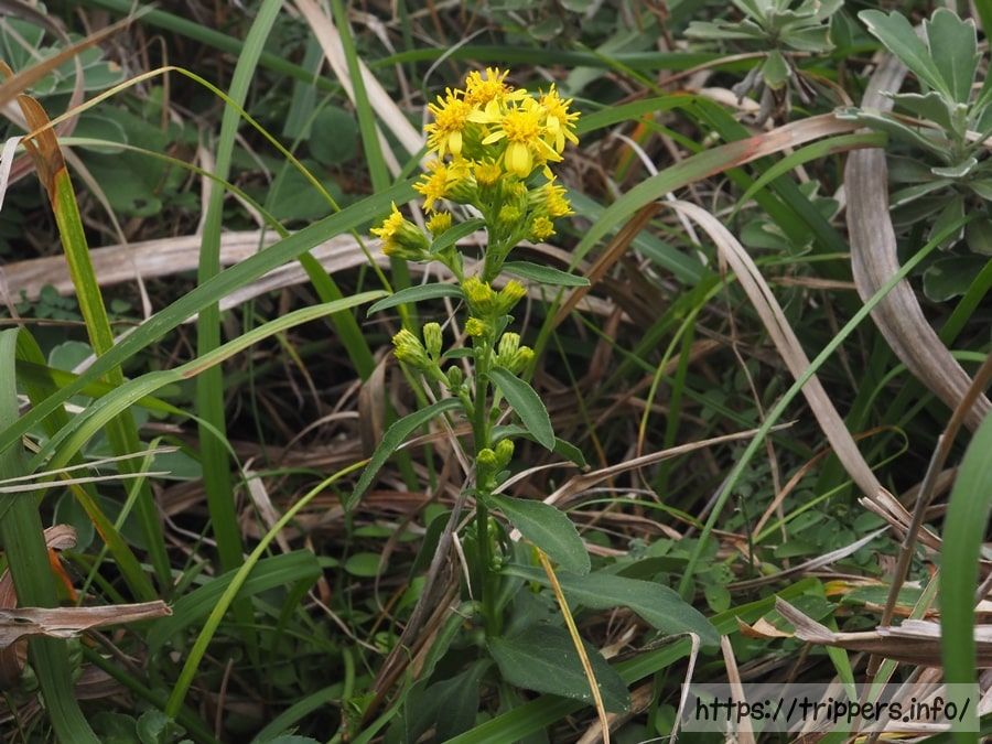 ハマアキノキリンソウ