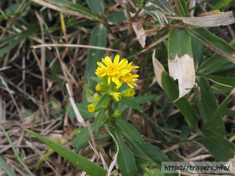 ハマアキノキリンソウ