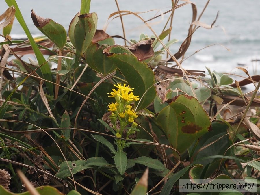 ハマアキノキリンソウ