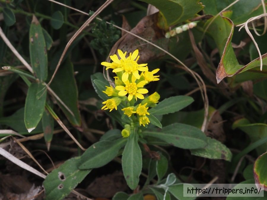 ハマアキノキリンソウ