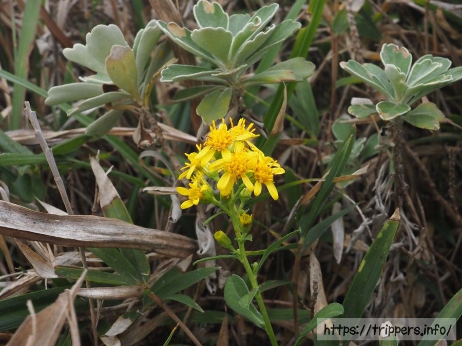 ハマアキノキリンソウ