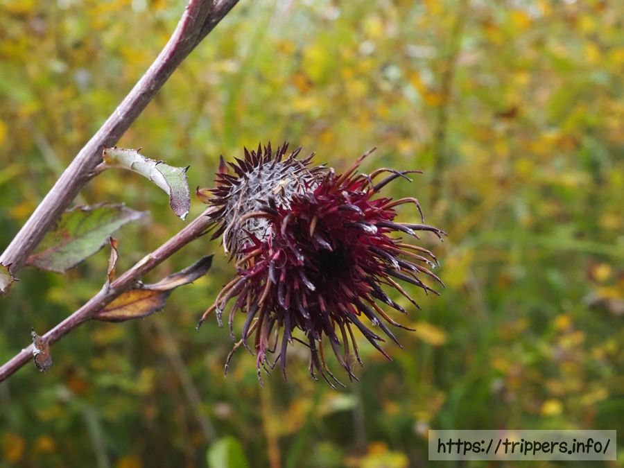 ハバヤマボクチ