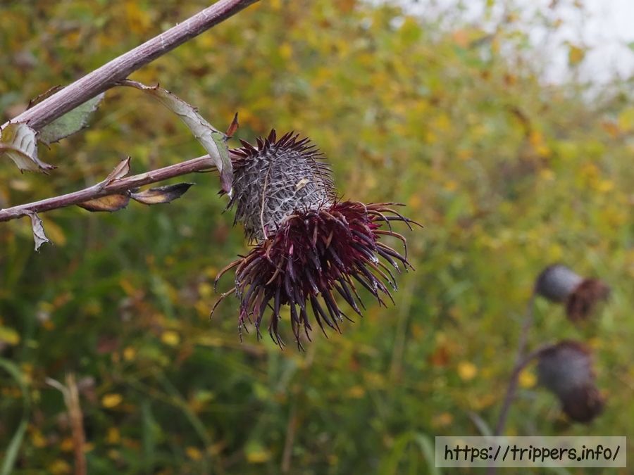ハバヤマボクチ