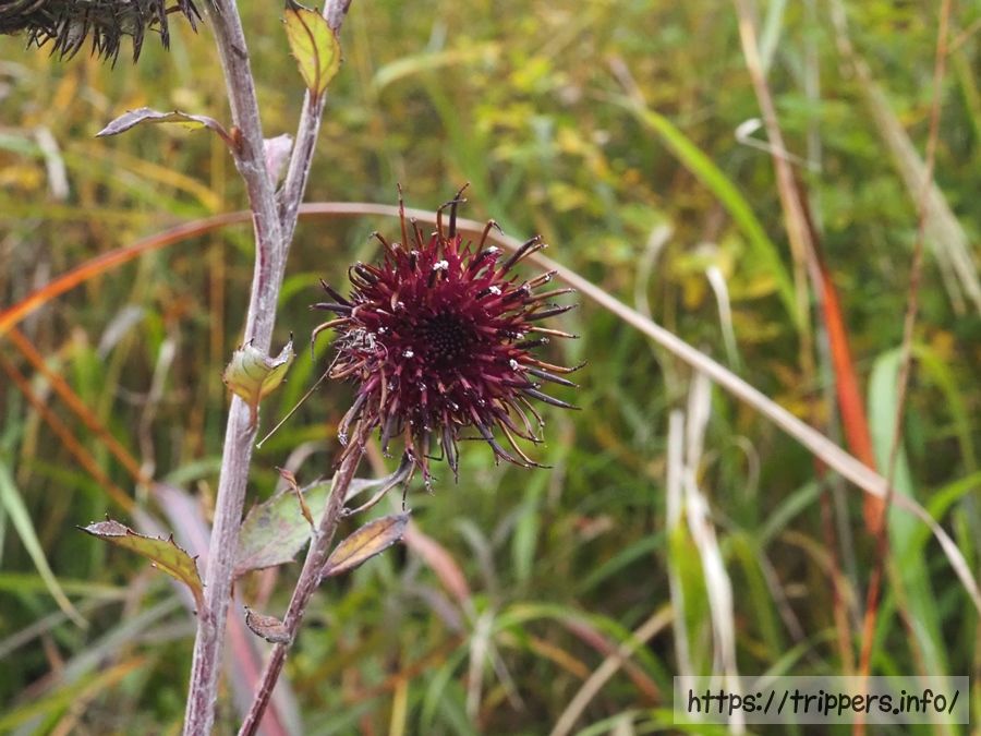 ハバヤマボクチ