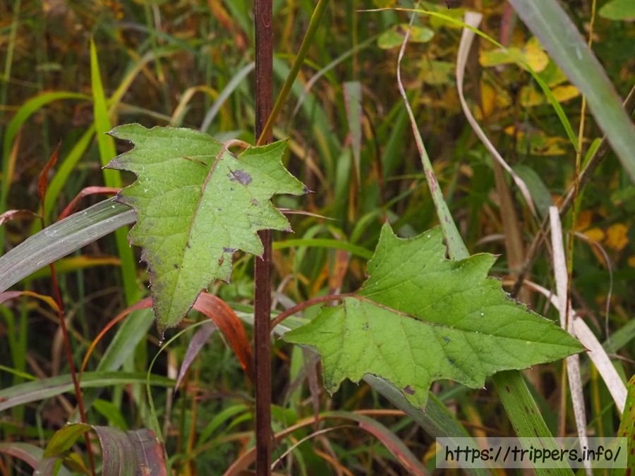 ハバヤマボクチ