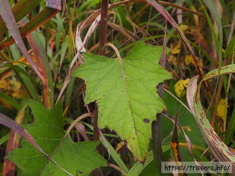 ハバヤマボクチ