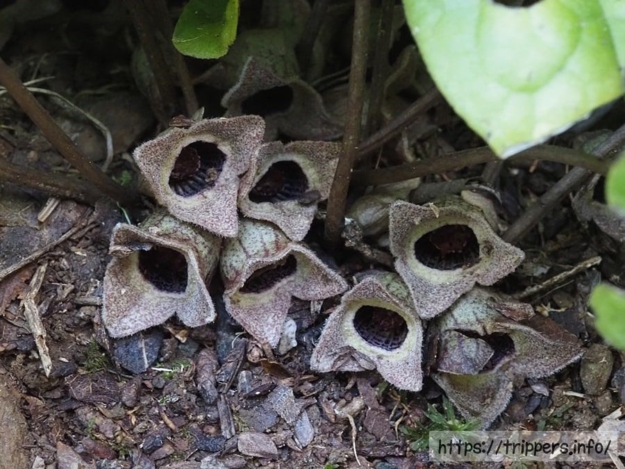 アキザキヒメカンアオイ