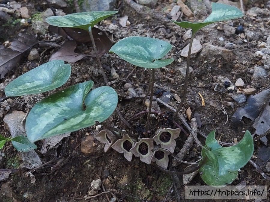 アキザキヒメカンアオイ