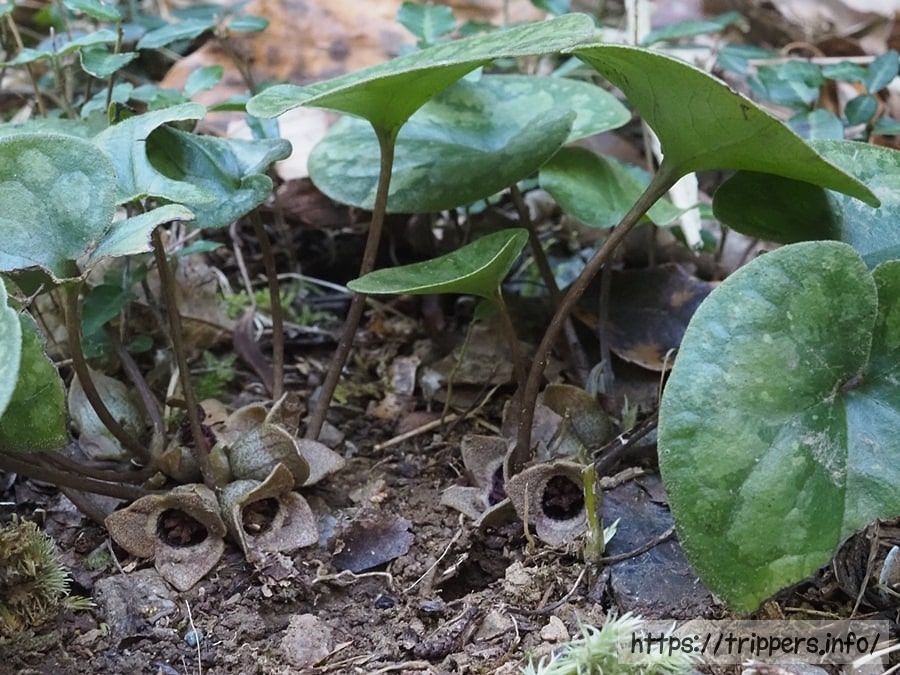 アキザキヒメカンアオイ