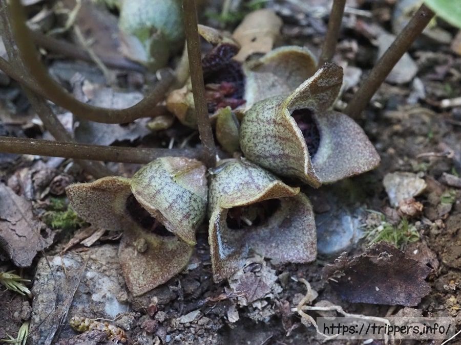 アキザキヒメカンアオイ