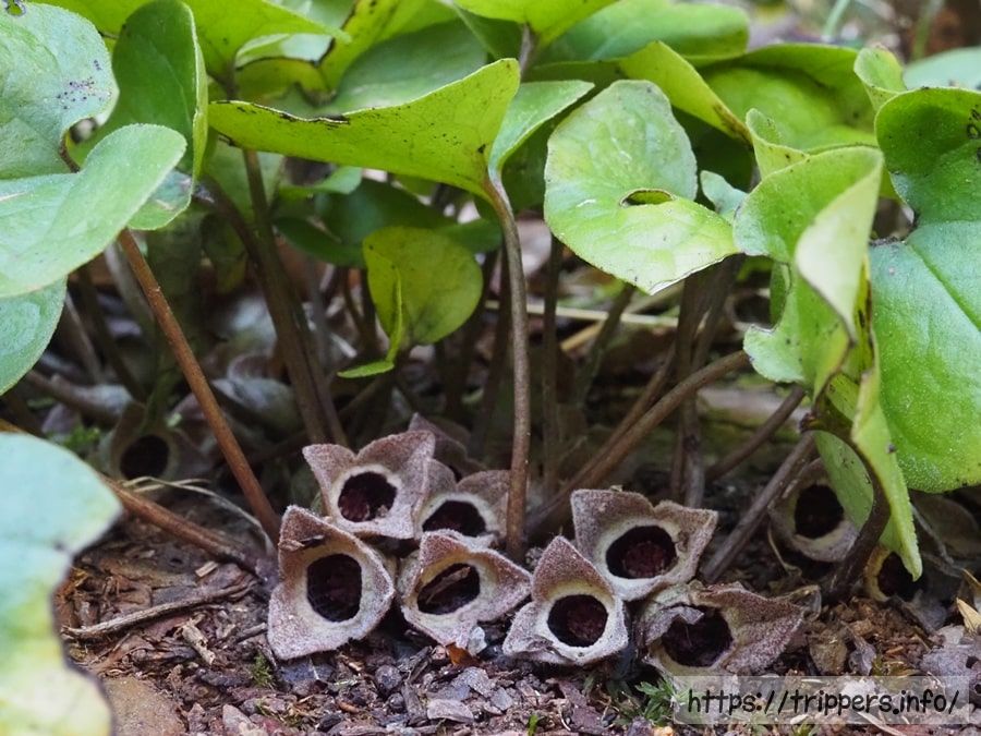 アキザキヒメカンアオイ