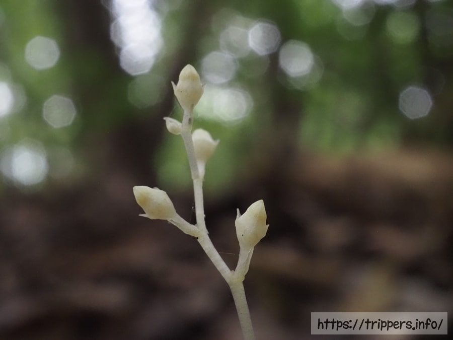 サクライソウの蕾