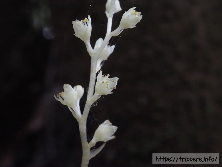 サクライソウの花
