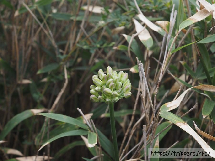 ハマラッキョウ