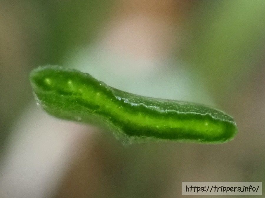 ハマラッキョウ