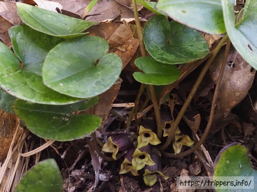 スントウカンアオイ