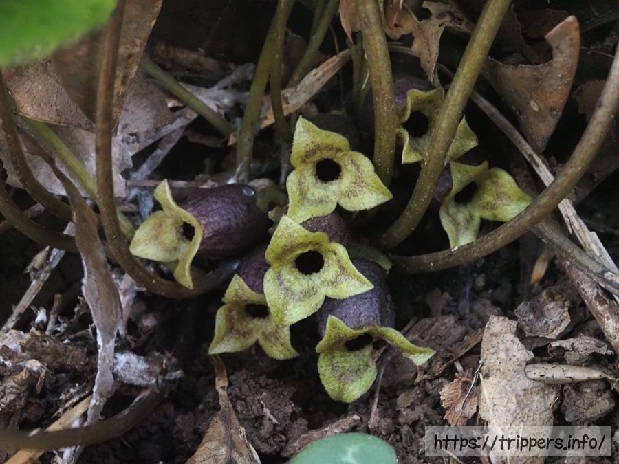 スントウカンアオイ