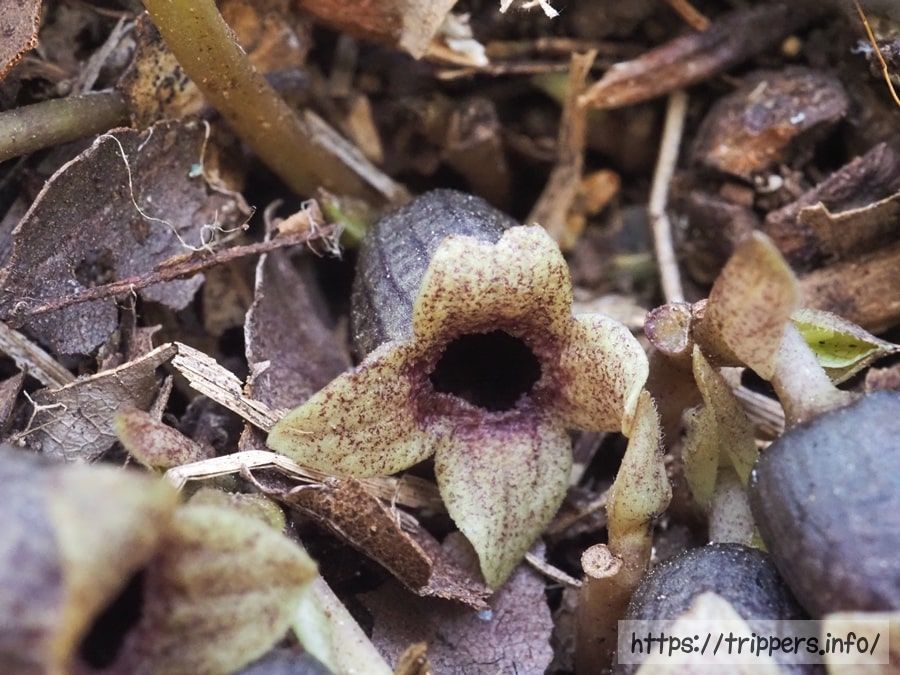 スントウカンアオイ