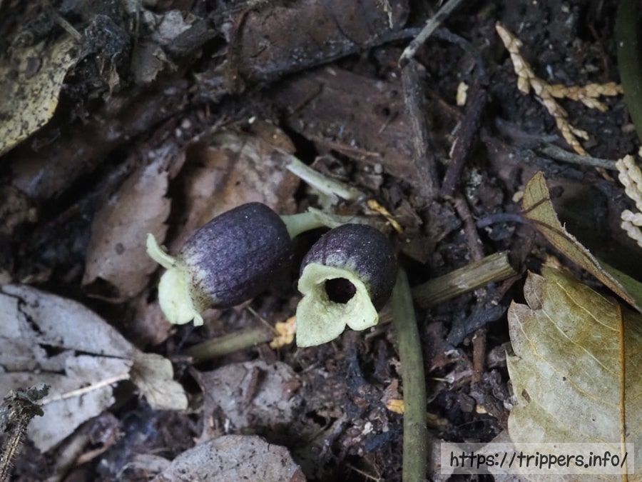 スントウカンアオイ
