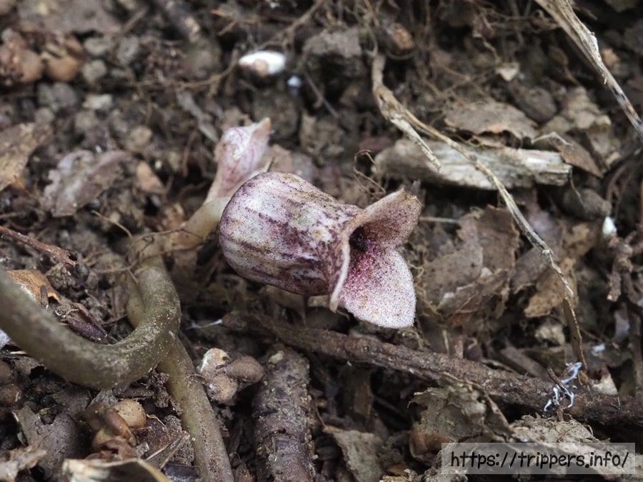 スントウカンアオイ