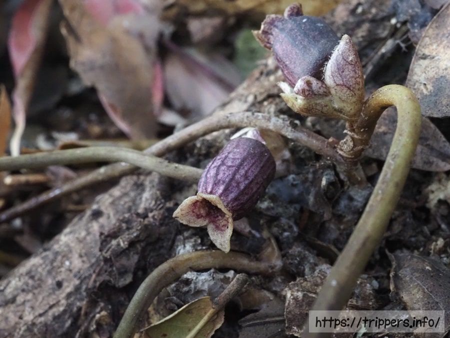 スントウカンアオイ