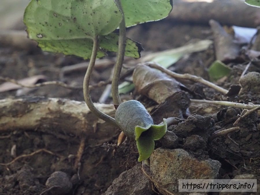 スントウカンアオイ