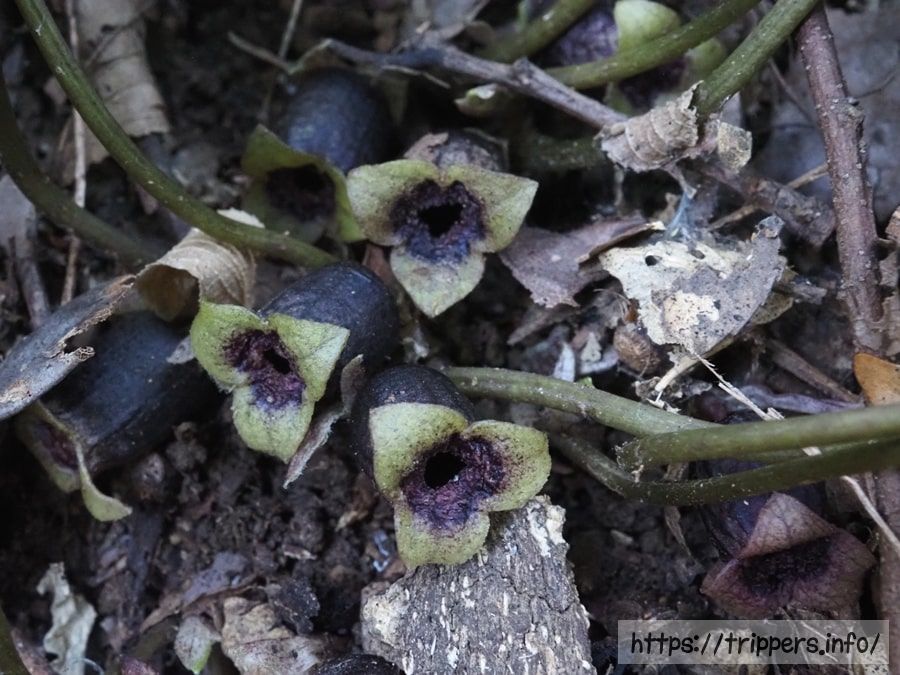 スントウカンアオイ