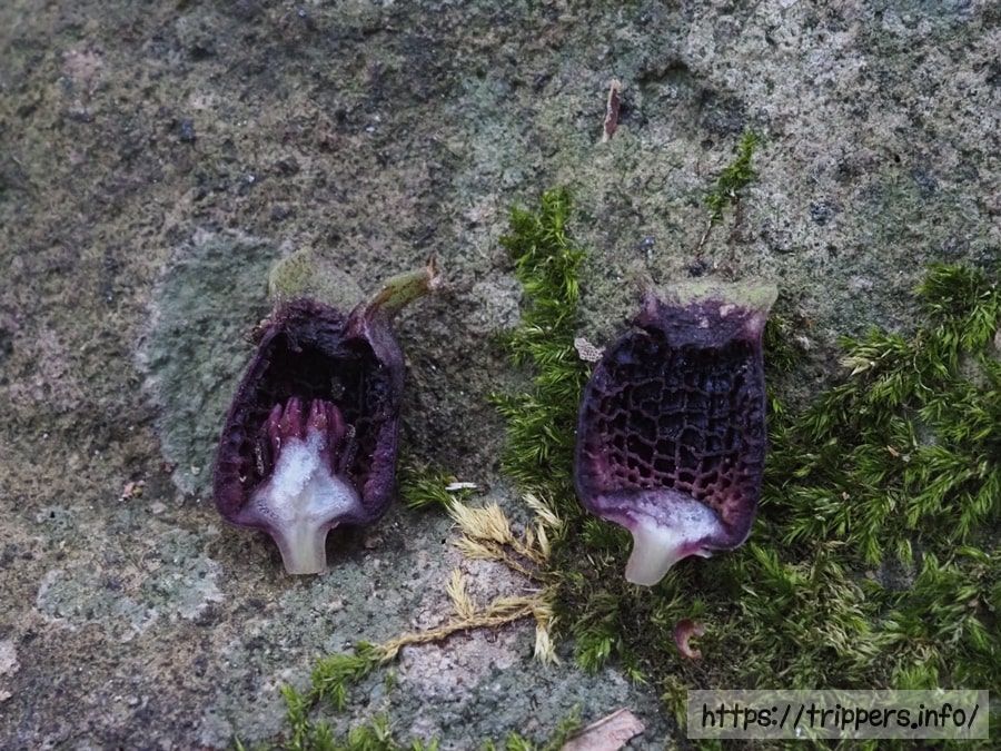 スントウカンアオイ