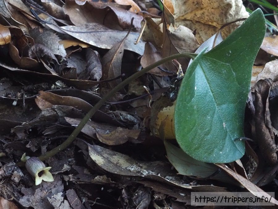 スントウカンアオイ