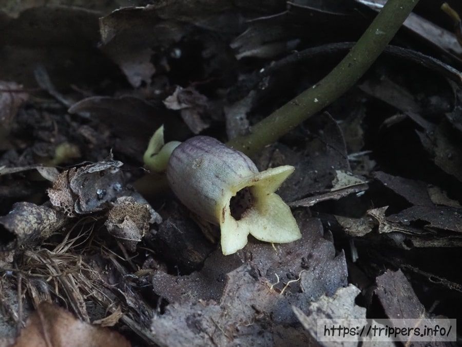 スントウカンアオイ
