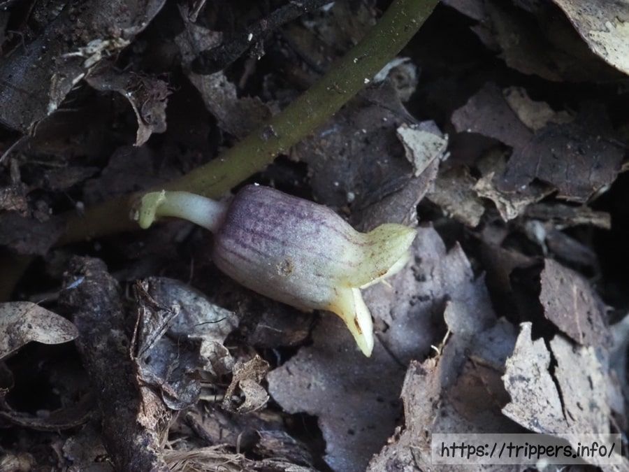 スントウカンアオイ