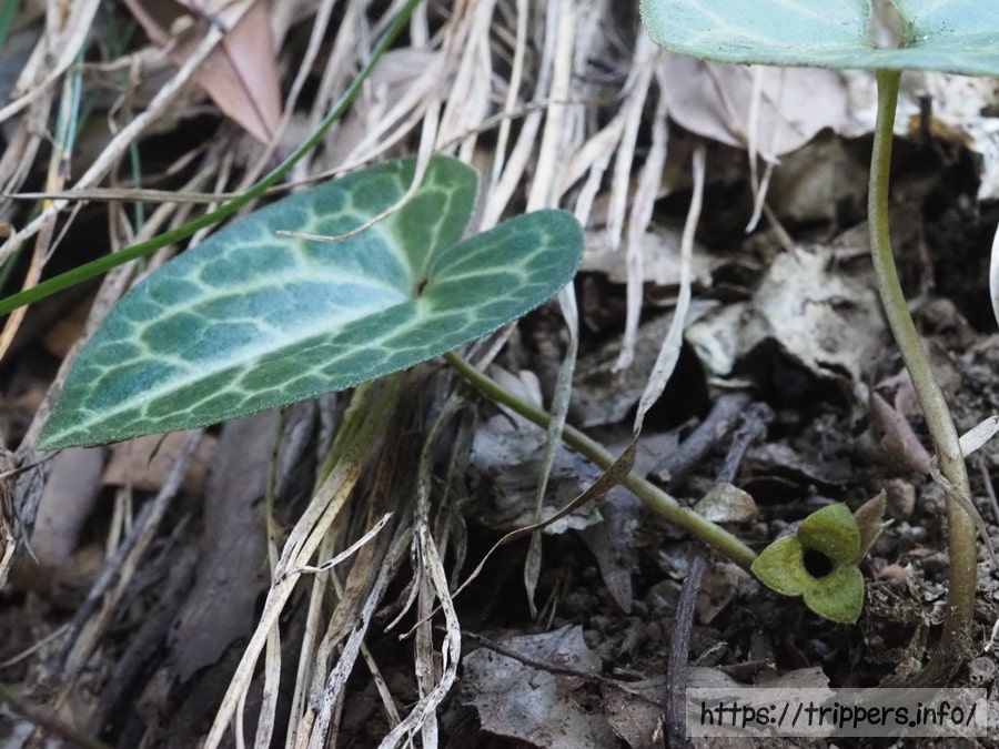 スントウカンアオイ