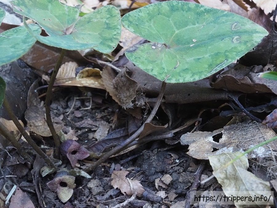 スントウカンアオイ