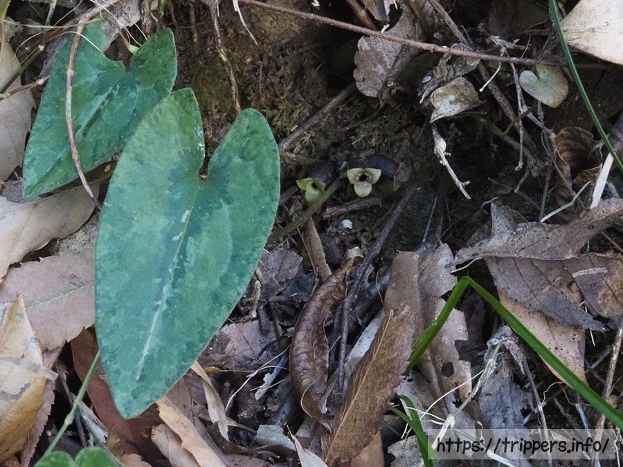 スントウカンアオイ