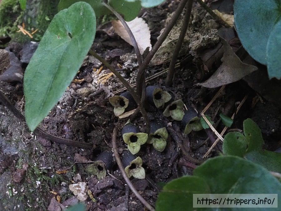 スントウカンアオイ
