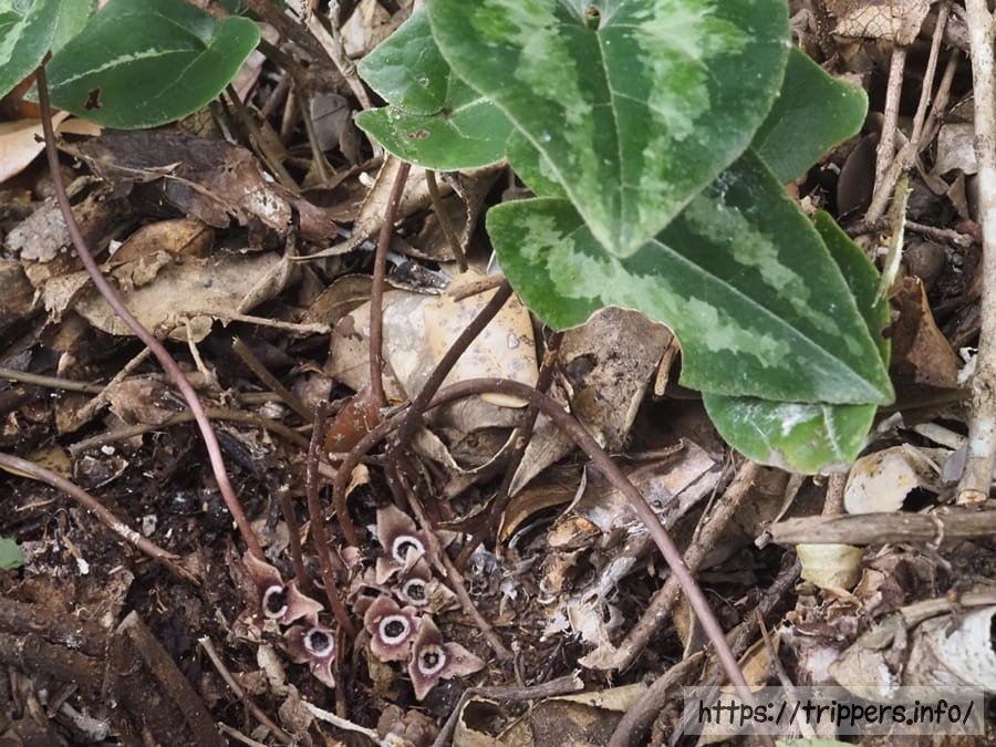 ナンカイアオイ