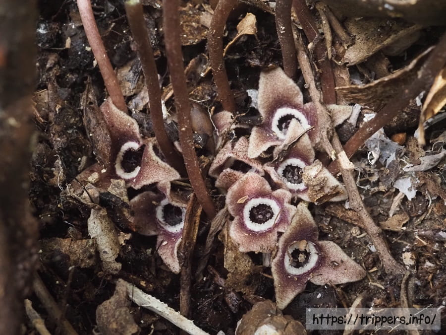 ナンカイアオイ