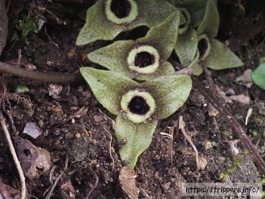 ナンカイアオイ
