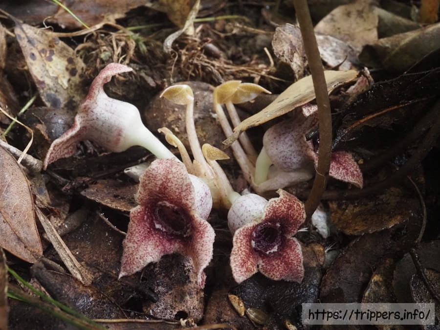 ナンカイアオイ