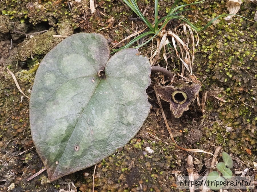 ナンカイアオイ