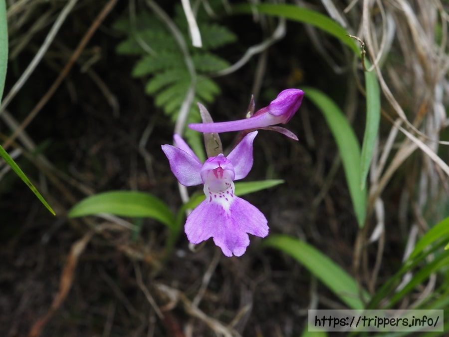 ニョホウチドリ