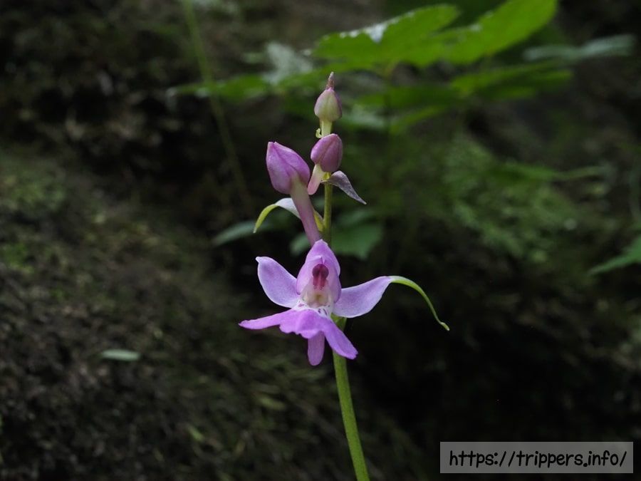 ニョホウチドリ