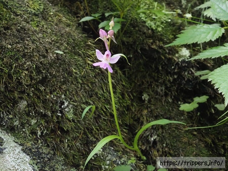 ニョホウチドリ