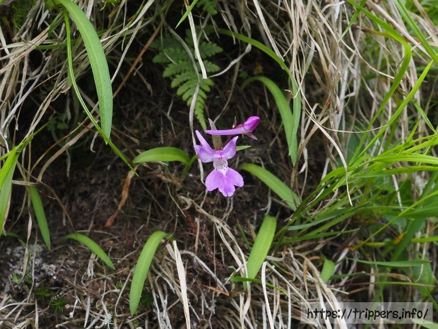ニョホウチドリ