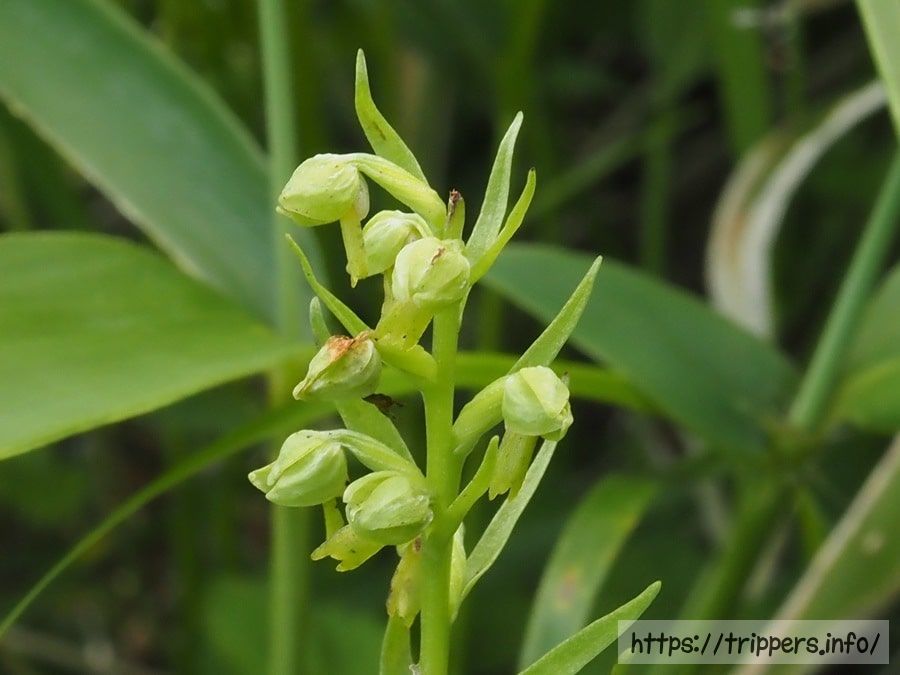 タカネアオチドリ