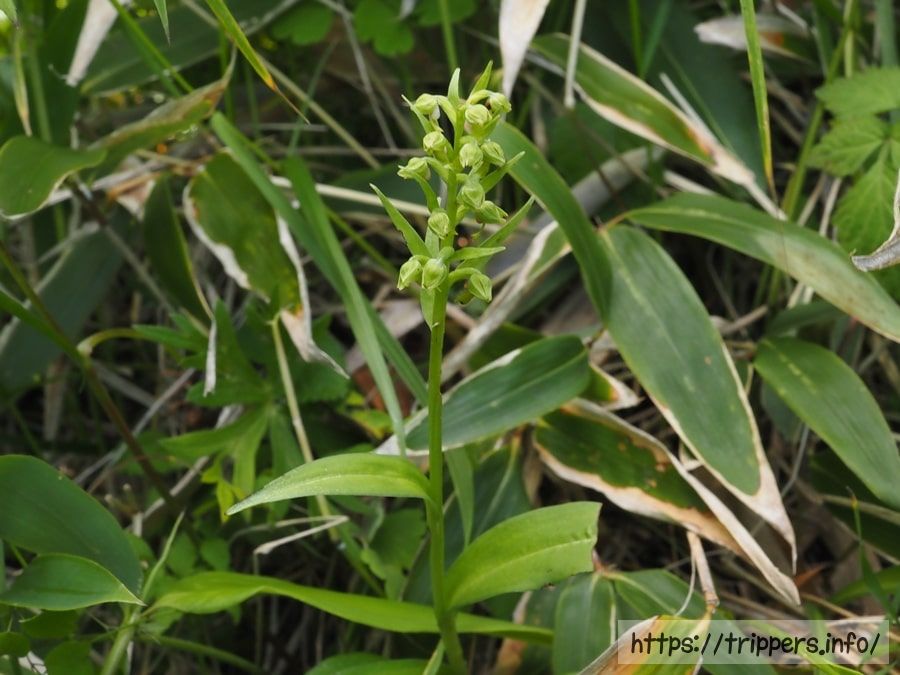 タカネアオチドリ