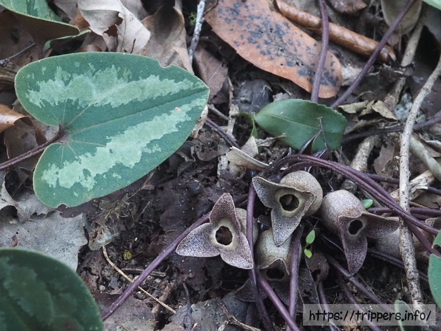 チタカンアオイ