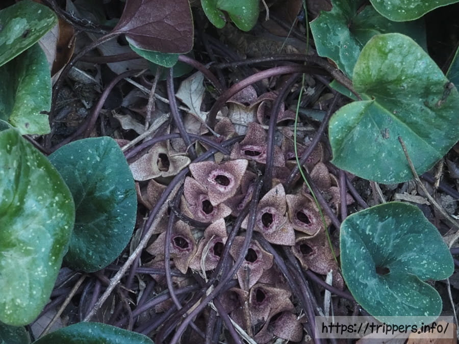 チタカンアオイ